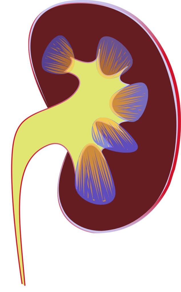 Understanding Kidney Stones: Causes, Types, And Prevention