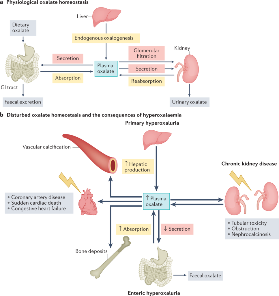 Can Oxalates Influence The PH Balance In The Body?