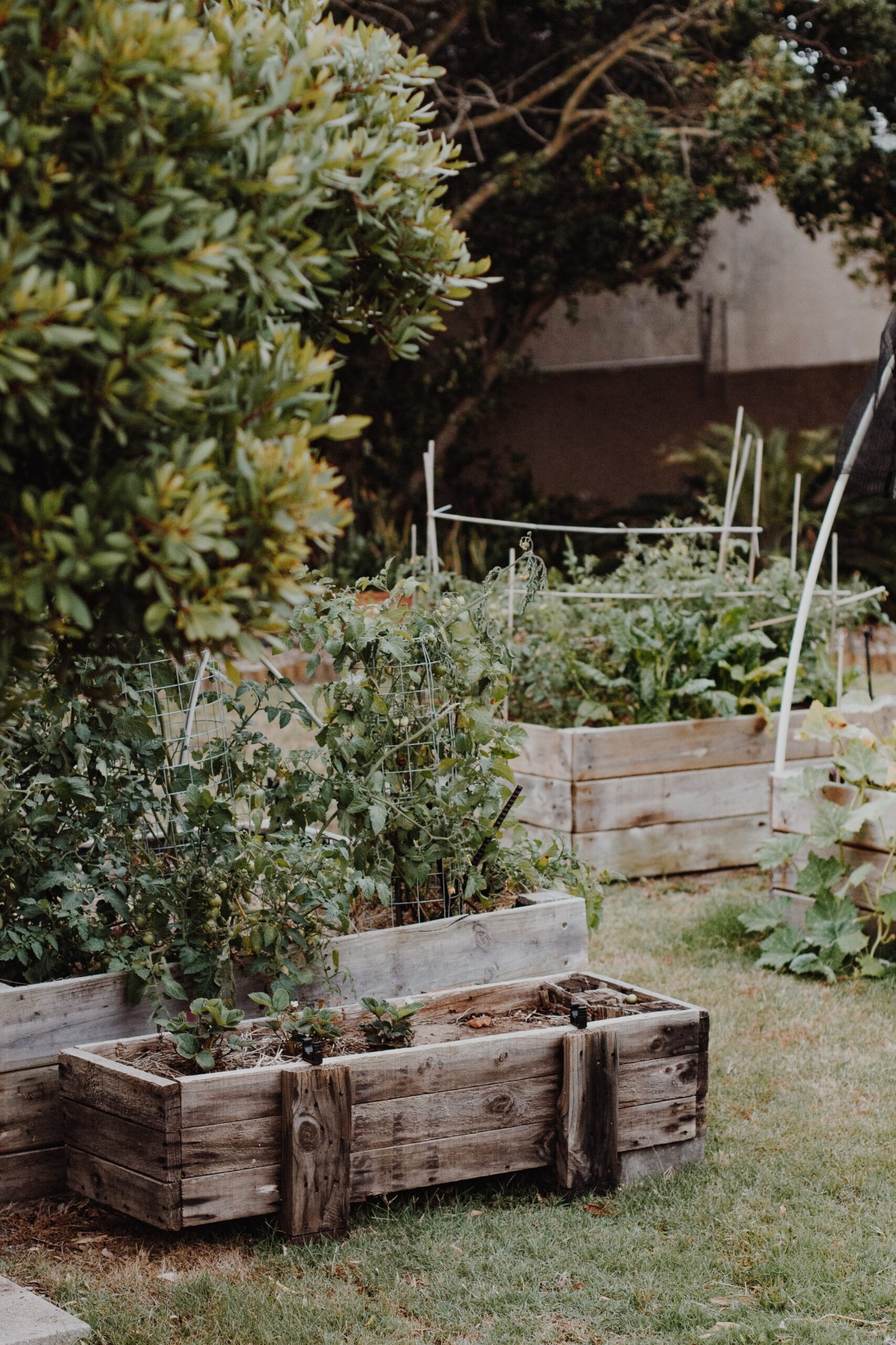 Low-Oxalate Herb Selection For Culinary Delights