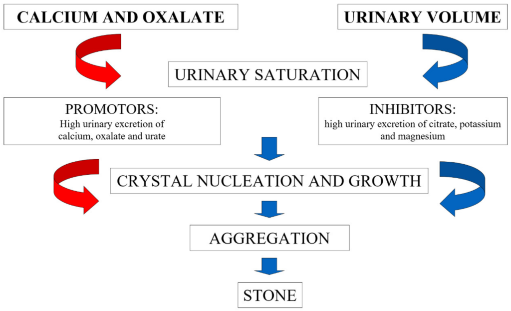 Potassium And Kidney Stones: A Balancing Act