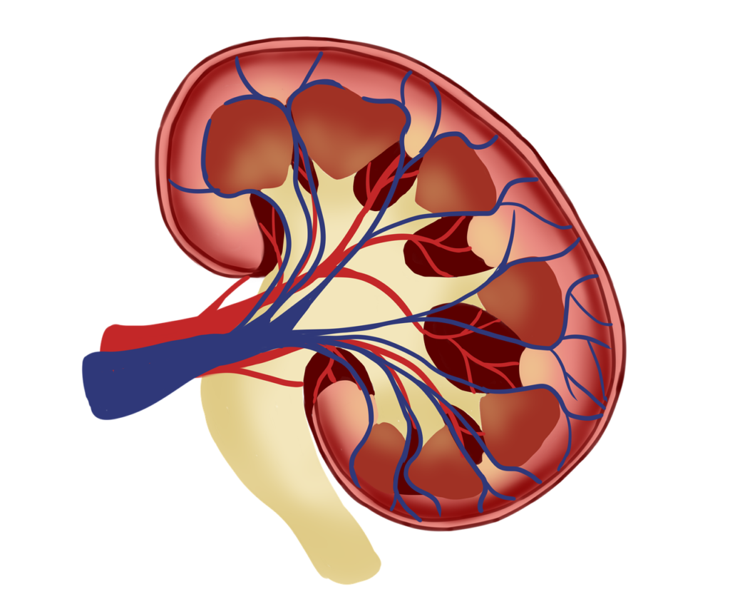 Pediatric Kidney Stones: Prevention And Treatment For Kids