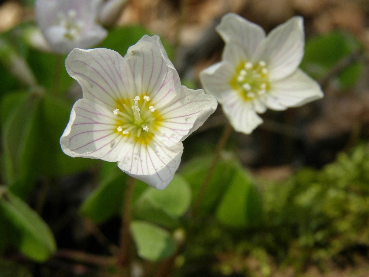 The Effect Of Oxalates On Wound Healing