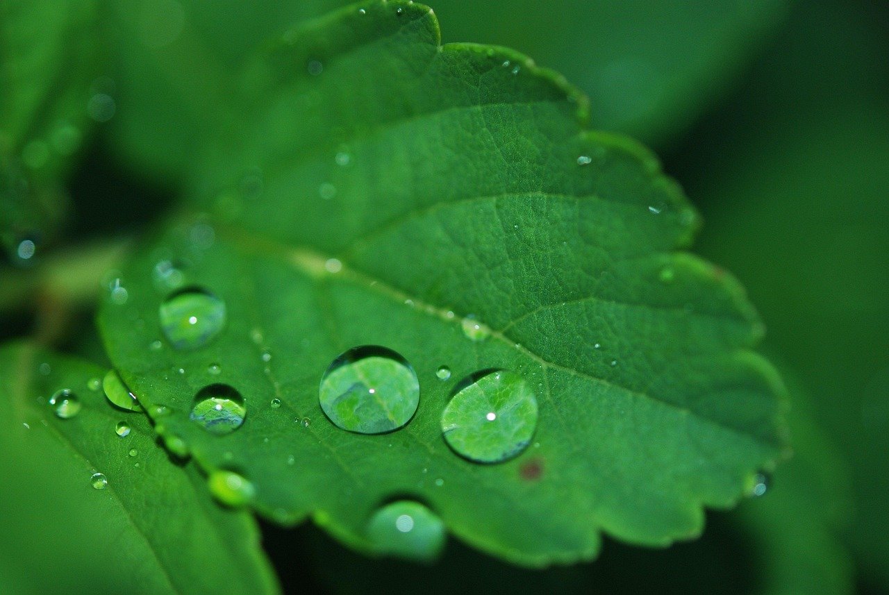 Hydration Strategies For Oxalate Reduction