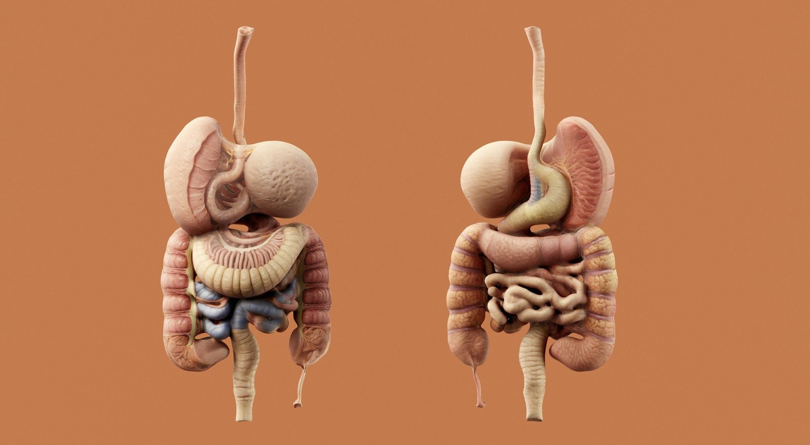 10 Essential Facts: The Gut-Brain Axis and Oxalate Imbalance