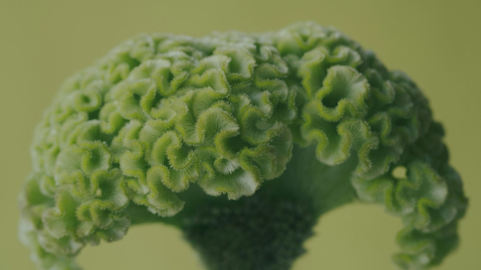 Supporting Bile Flow for Better Oxalate Digestion: 7 Proven Tips
